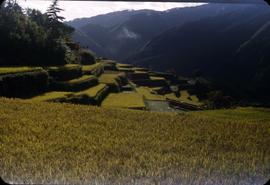 no caption [terraced rice fields]