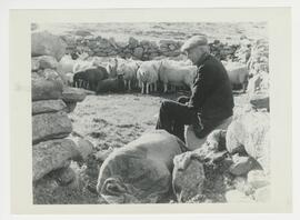 Man with corralled sheep herd