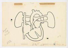 Illustration, p. 74: “Heart and lungs” drawing