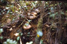 9 matsutake