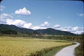 4 Saijo, mastutake picnic, October 5? 1949